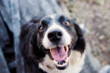 Ska jag anmäla min hund bortsprungen och till vem?