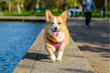 Hur söker jag effektivt efter en bortsprungen hund?