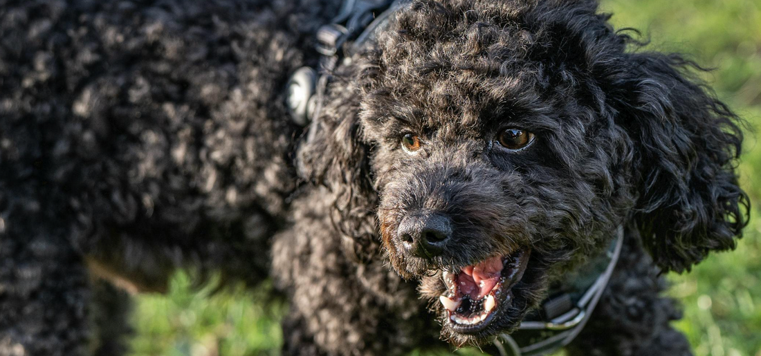 Hund skäller