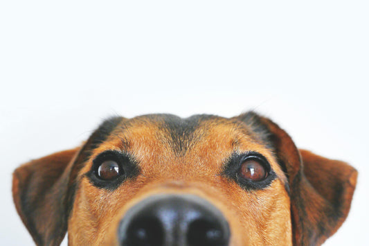 Vad gör man om hunden försvinner?