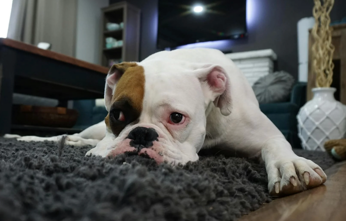 Kan en hund vara ensam under en arbetsdag? Så länge klarar sig din hund själv.