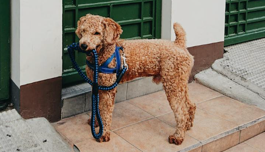 Hund på promenad i koppel