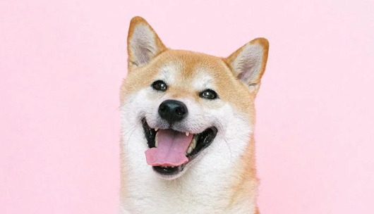 Glad hund