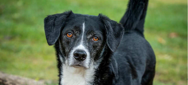 Svart Tikhund