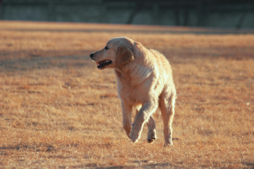 Vad du ska göra om din hund springer bort?