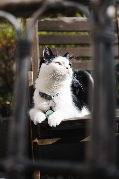 ID-Bricka för Katter | Hebbe-taggen | Mintgrön